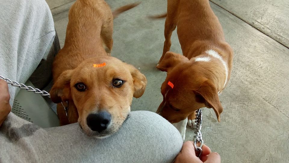 Toluca invita a adoptar perros y gatos rescatados de las calles de la ciudad