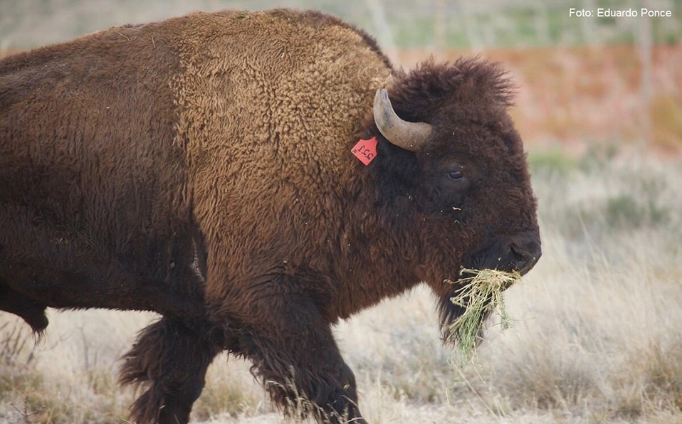 bisontes