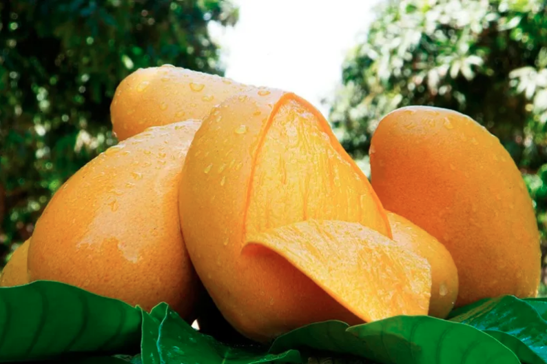 El mango ataulfo, una delicia de México para el mundo.