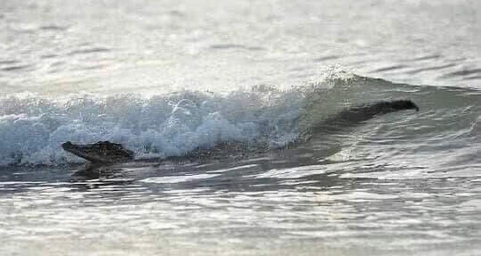 Cocodrilos vuelven a las playas de Oaxaca