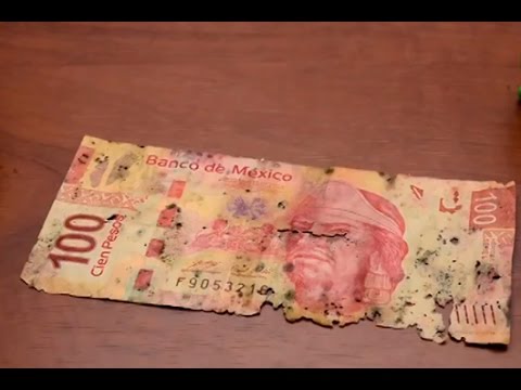 Descubre si tus billetes rotos, unidos o rayados han perdido su valor, según Banxico