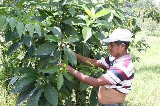privan-de-vida-medico-naturista-maya-acusado-de-brujeria-en-guatemala3