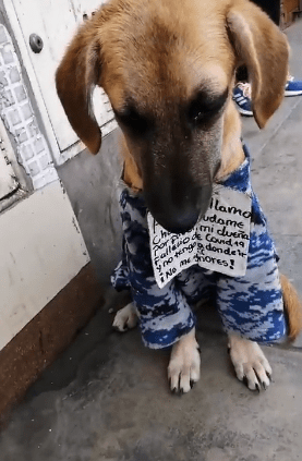 Lomito busca nuevo hogar tras haber perdido a su dueña por la pandemia