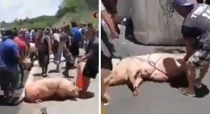 Rapiña de cerdos tras volcadura de tráiler en Campeche