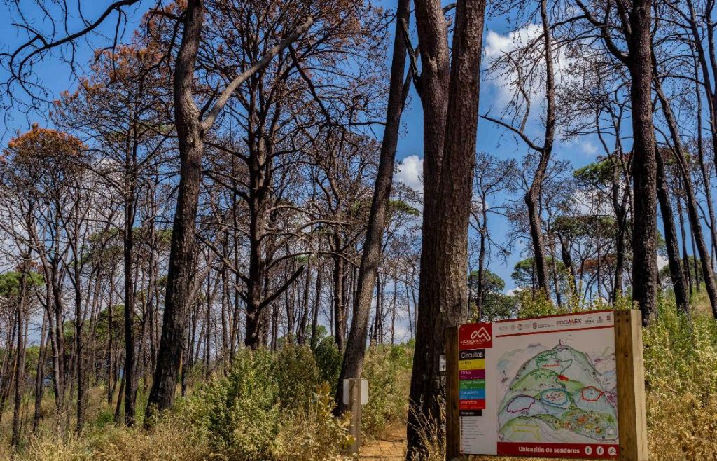 Señalan la gran tala clandestina en Nevado de Toluca y otras zonas forestales del EDOMEX4