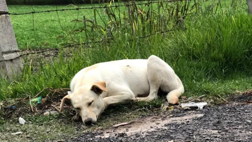 Proponen en México hasta 5 años de prisión por maltrato animal