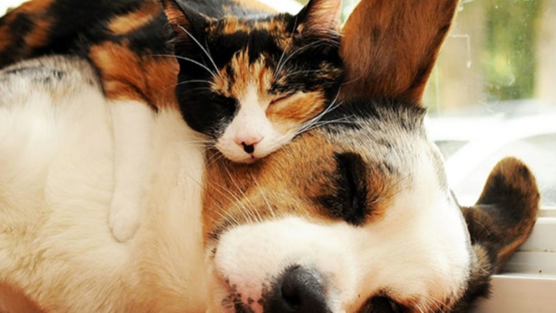 Campaña de vacunación antirrábica y esterilización
