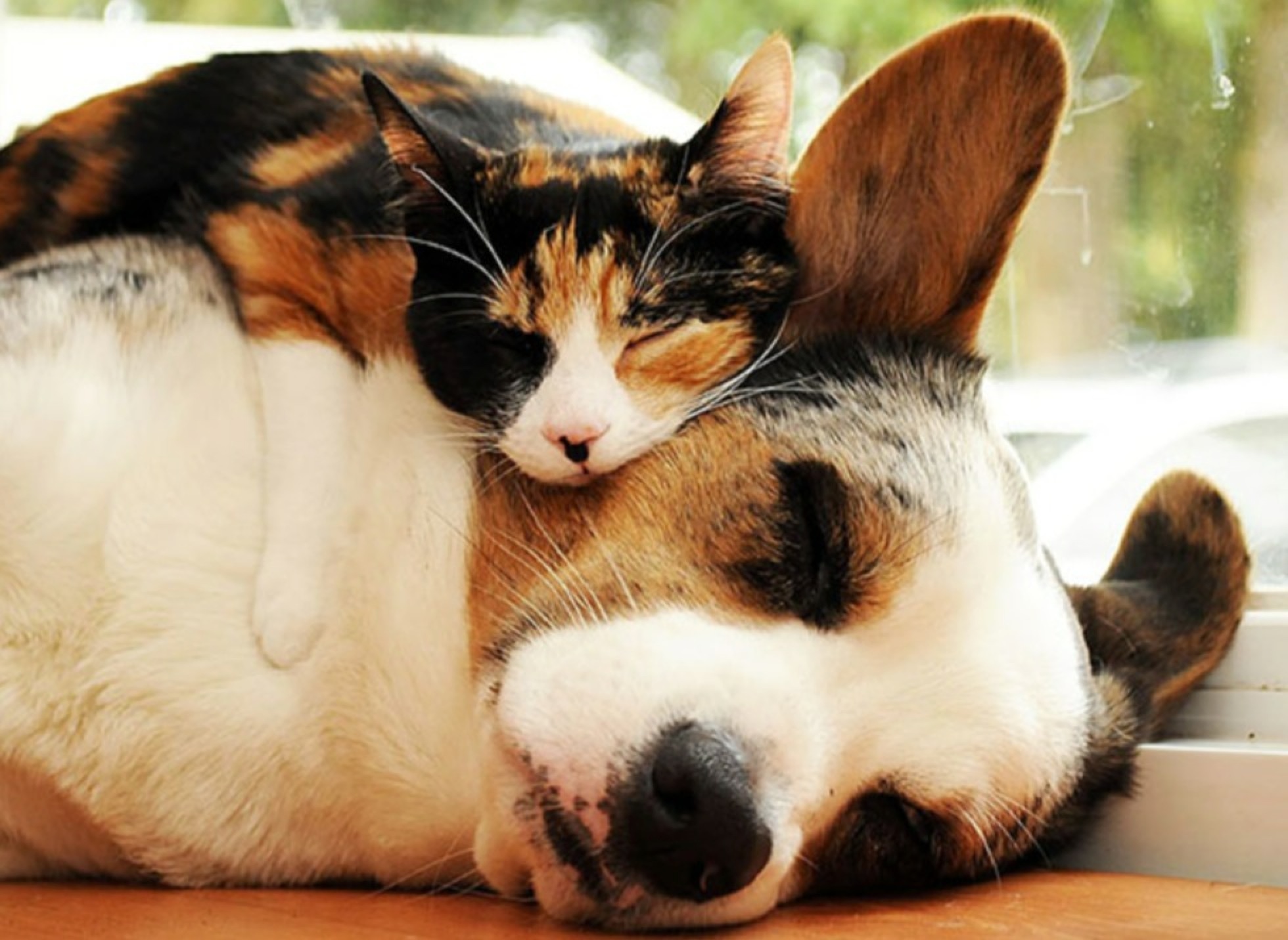 Campaña de vacunación antirrábica y esterilización