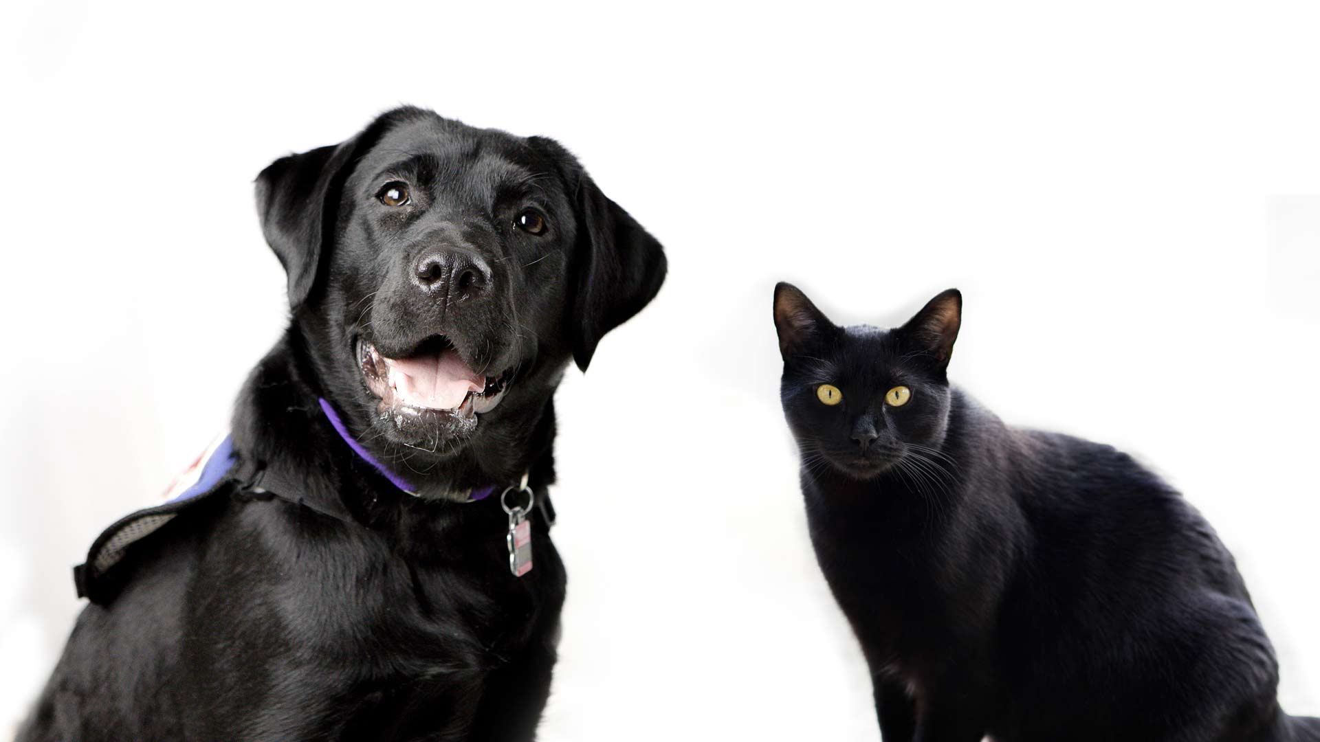 piden-no-dar-en-adopcion-a-perros-y-gatos-en-octubre-por-rituales-160494