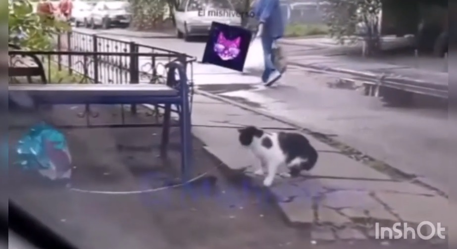 (Video) Gato enamorado encuentra globo y se lo da a su "pareja"