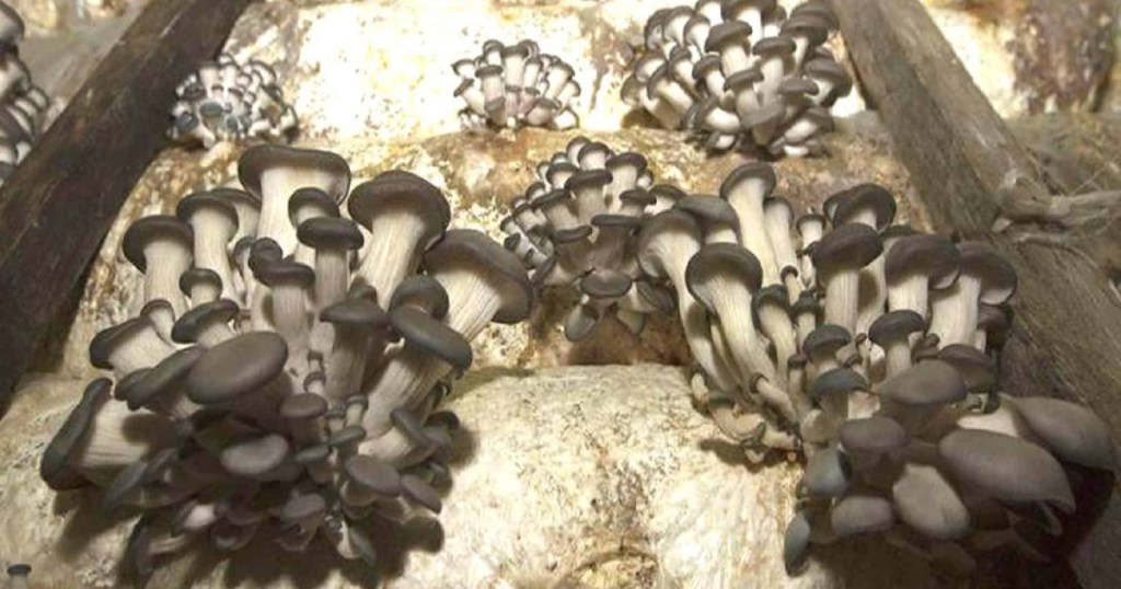 (Video) Así luce Chernóbil en la actualidad y esta es su historia de los hongos negros