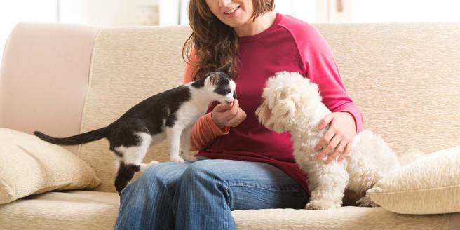 perros y gatos