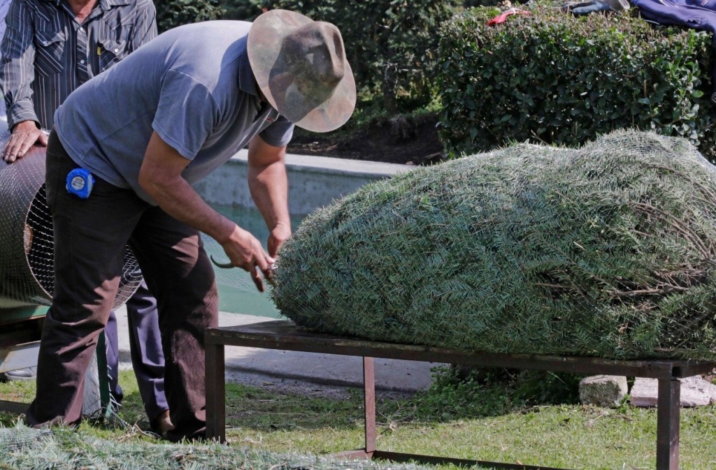 arranca-venta-arboles-de-navidad-en-xonacatlan