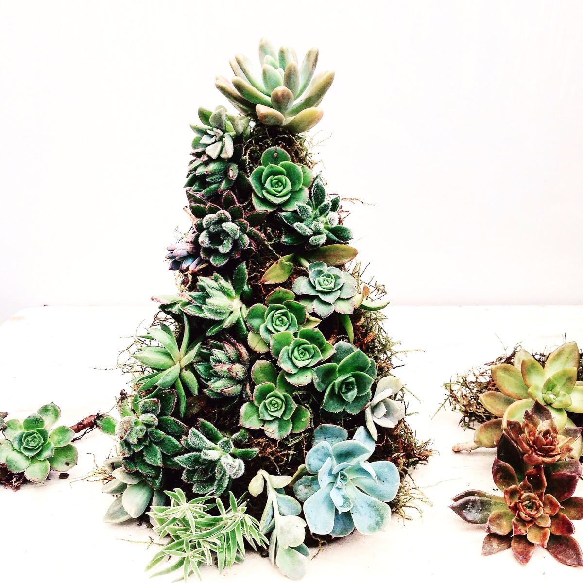 conoce-la-nueva-tendencia-de-arboles-de-navidad-con-suculentas3