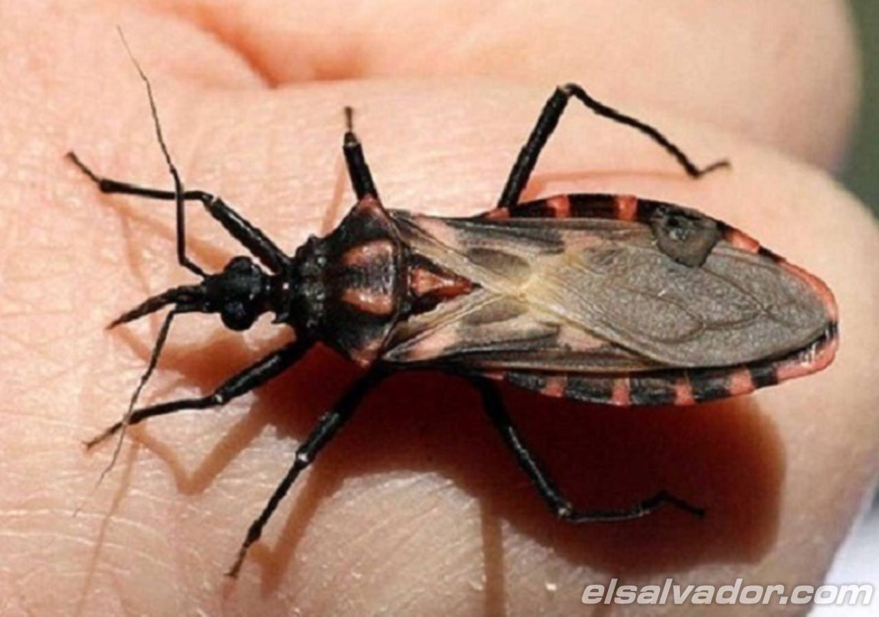edomex-se-registran-20-mil-casos-del-mal-de-chagas2