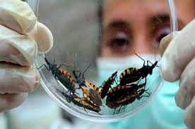 edomex-se-registran-20-mil-casos-del-mal-de-chagas3