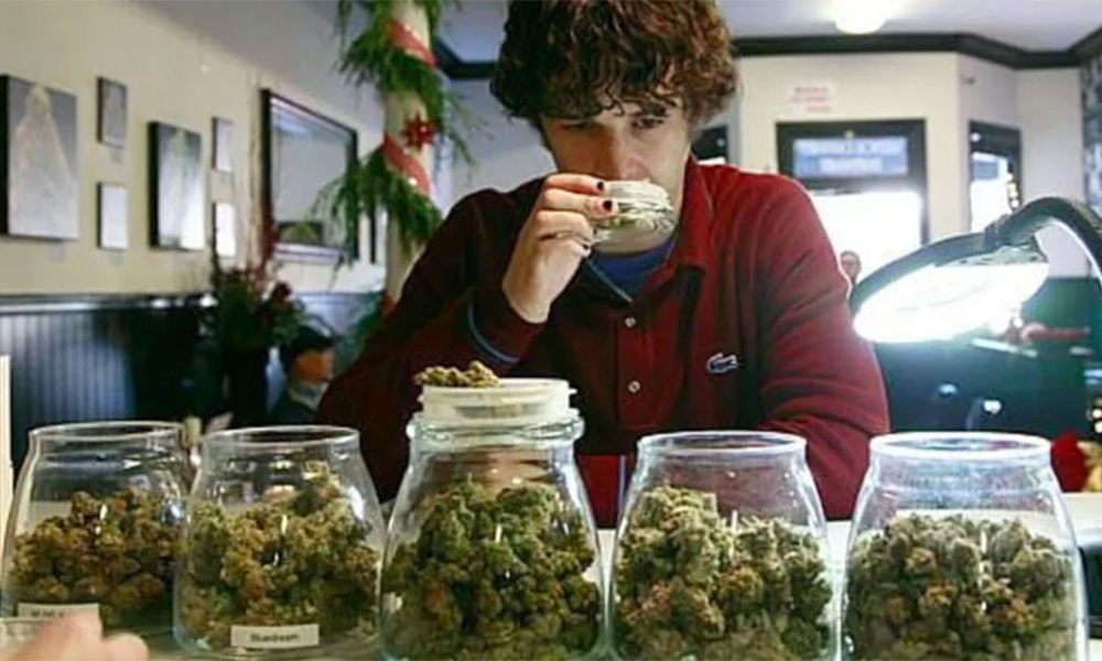 Conoce la empresa que ofrece sueldo de hasta 58 mil pesos mensuales por ser catador de marihuana