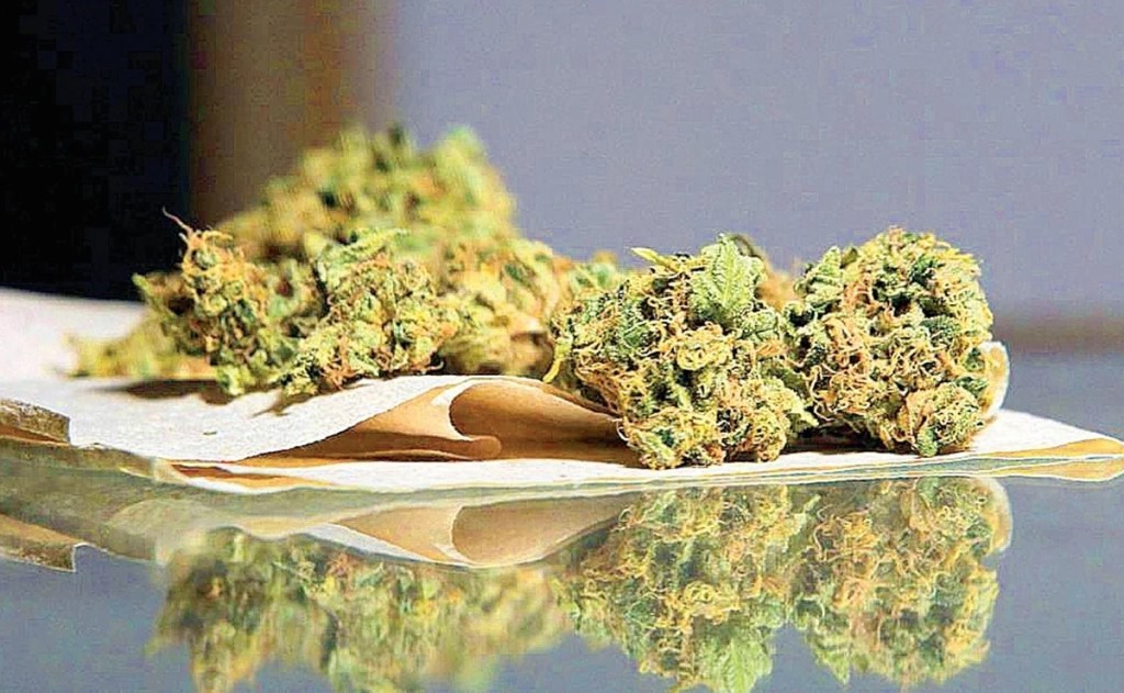 nuevo-dictamen-marihuana
