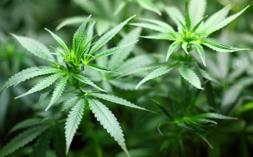 nuevo-dictamen-para-el-uso-de-la-marihuana