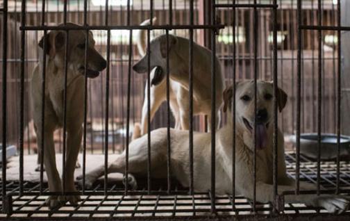 proteccion_de_animales
