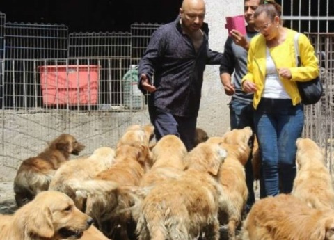 protecciondeanimales_mexico
