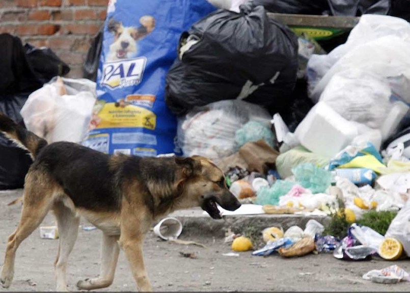 seis-años-prison-por-abandono-de-mascotas-propuesta-prd