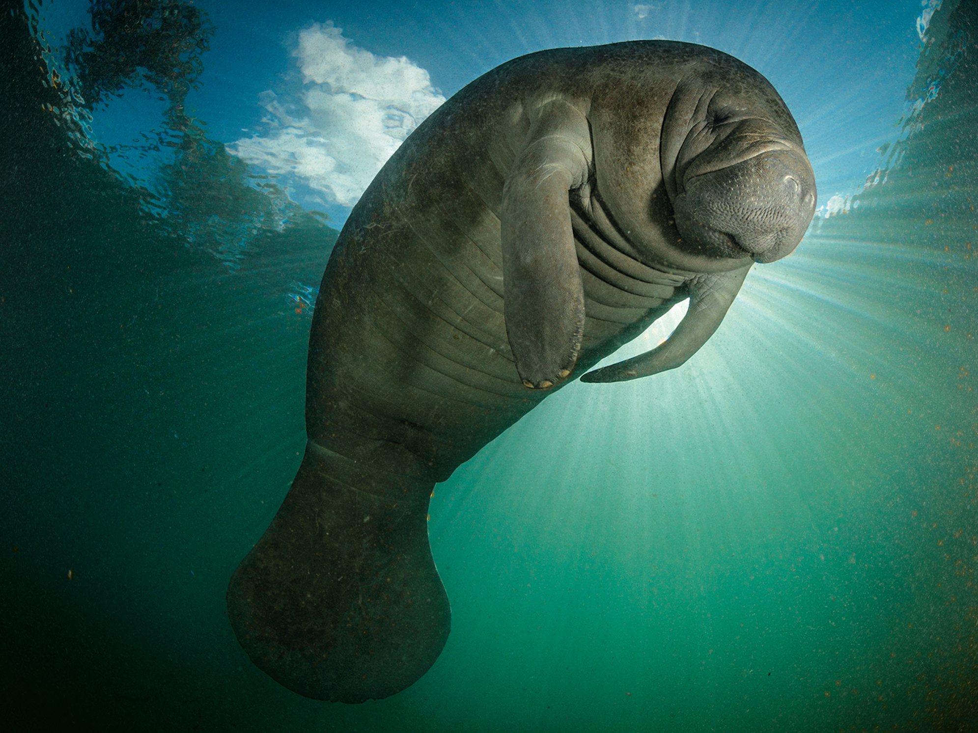 manati-trump