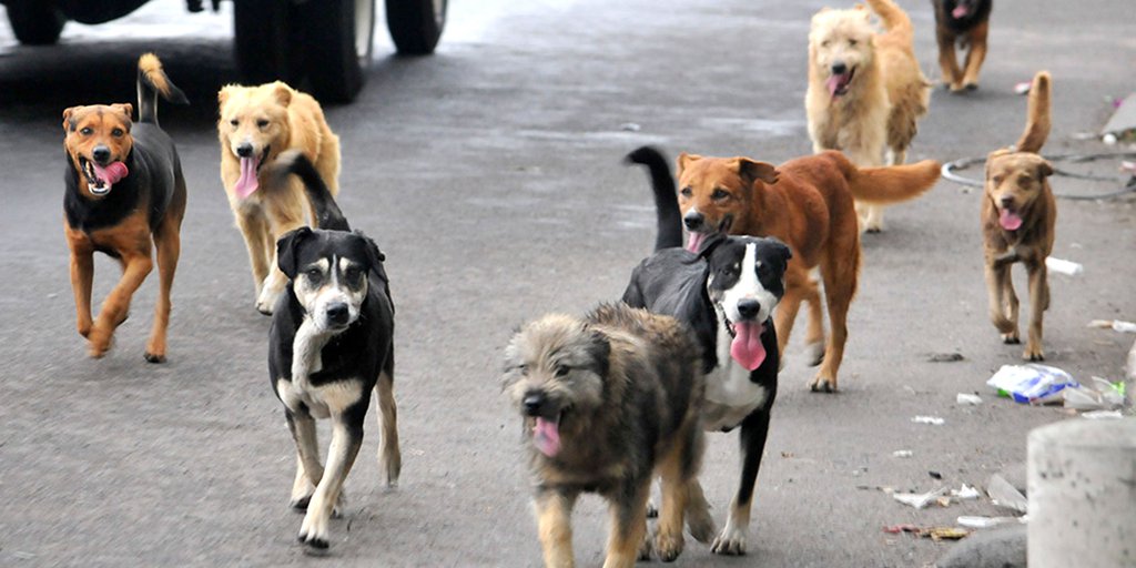 Perros, redes sociales