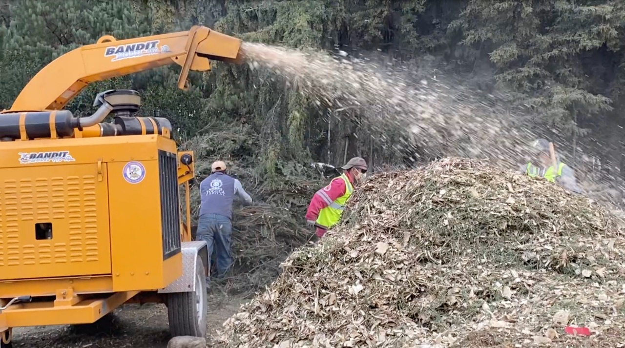 La composta hecha a base de los árboles recolectados servirá para nutrir los árboles de reciente plantación y en la producción de planta en el vivero municipal de la capital.
