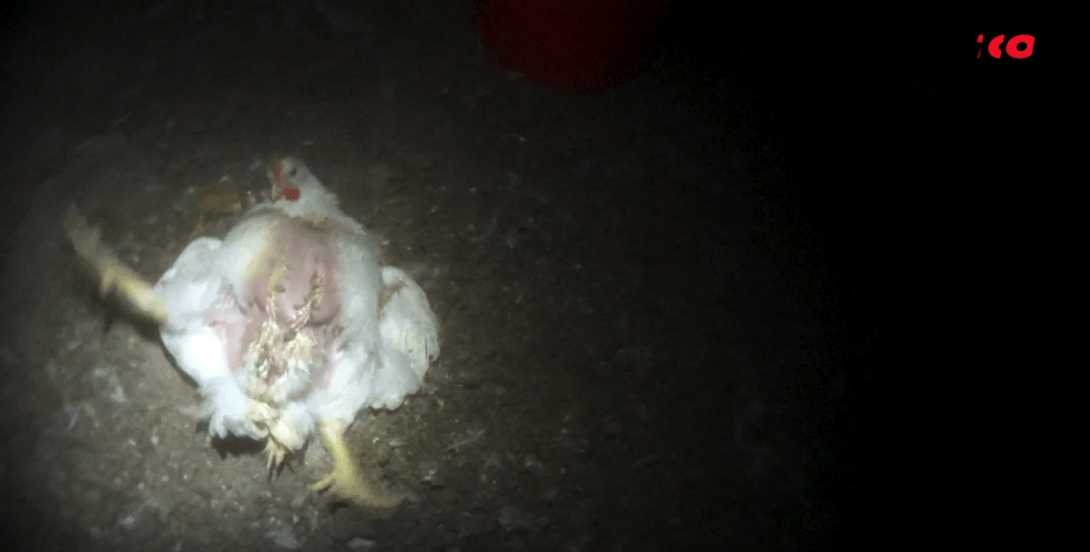 Costco-maltrato-animal