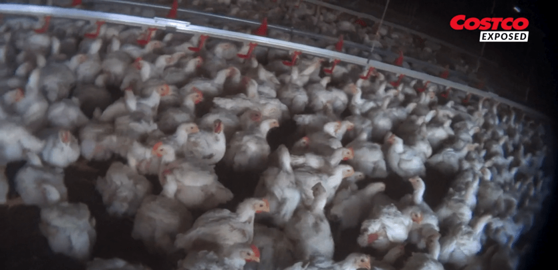 costco-maltrato-animal