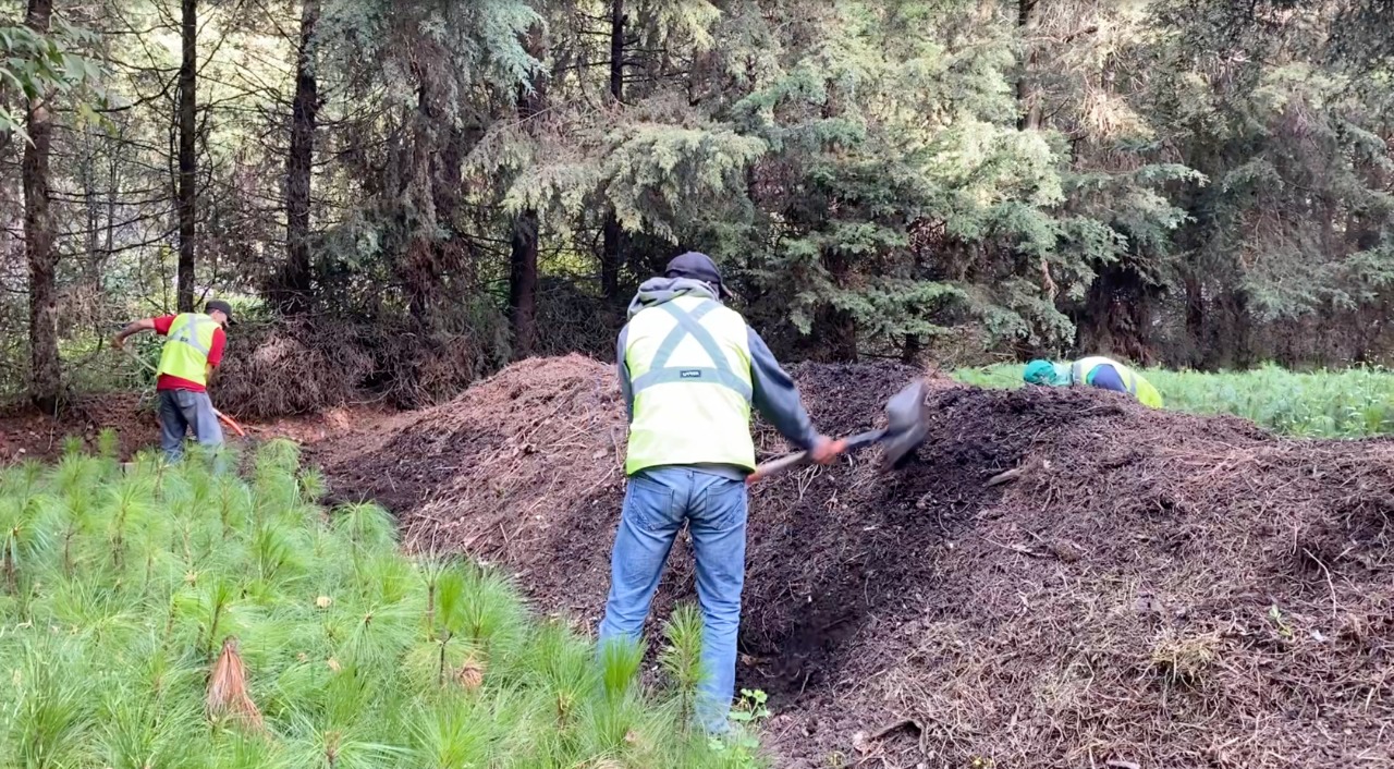 Con el proceso de compostaje se cierra el ciclo de un árbol de Navidad y garantizamos que regrese a la tierra.