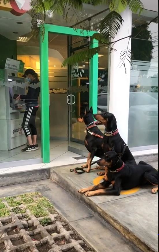mujer-va-al-banco-con-sus-perros-y-se-vuelve-viral-video-1-160494