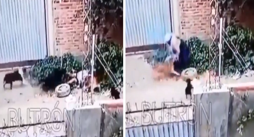 en bolivia, mujer sufre de mordeduras de perros en diferentes partes del cuerpo, este accidnete se hizo viral en redes sociales por un video compartido, puedes mirarlo en el siguiente enlace, perros.