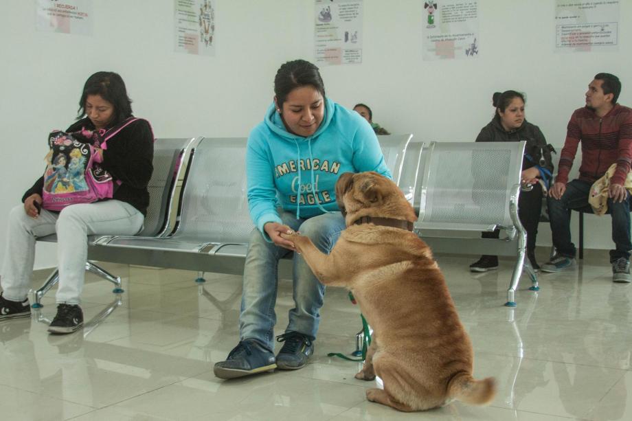 Los animales son muy queridos por sus dueños
