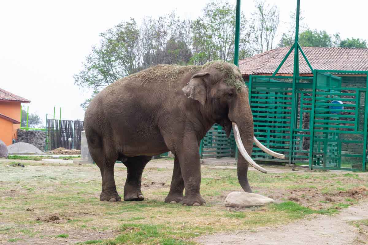 Zoológico de Zacango elefante.