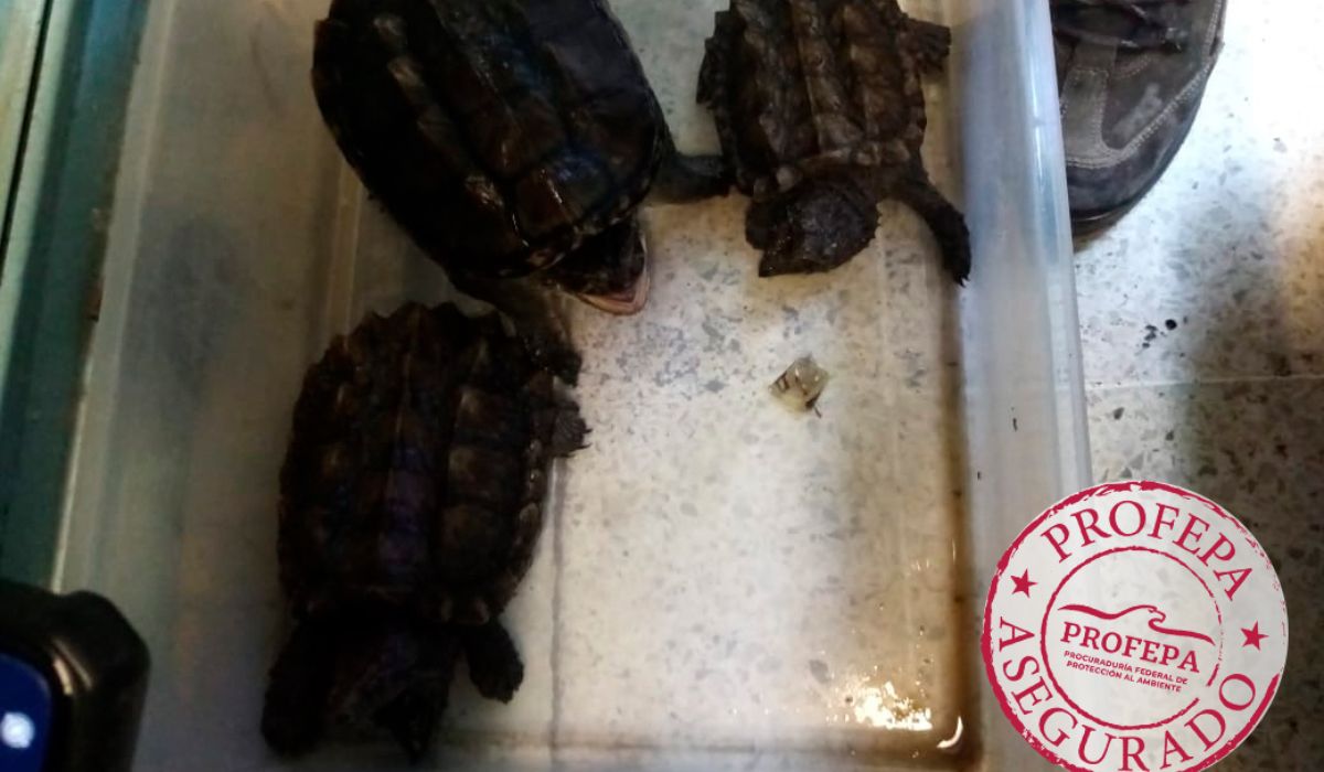 Varias especies de tortugas fueron recatadas del mercado que se encuentra en la CDMX