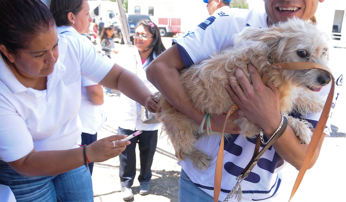 Campañas de esterilización de perros y gatos en el EDOMEX