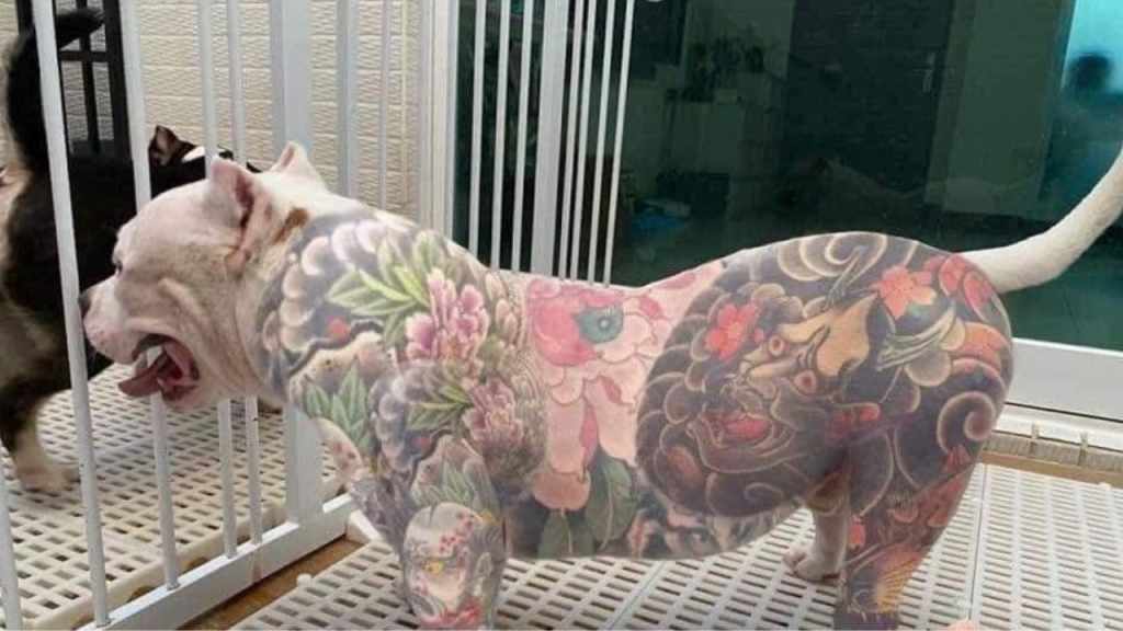 Esta iniciativa prohíbe realizar tatuajes con fines estéticos en la piel de los animales; así como la colocación de piercings, aretes o perforaciones, ya que se considera maltrato animal.