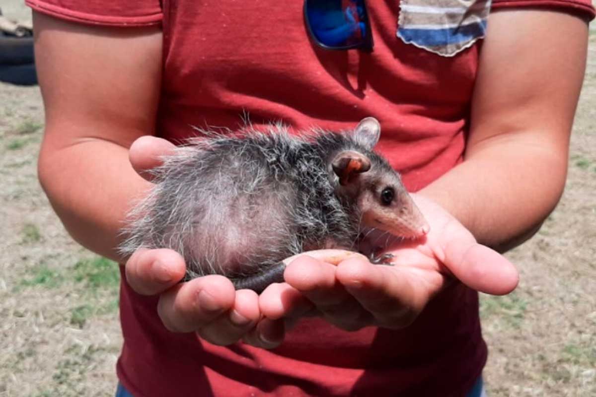 Muchos animalitos llegan a las zonas urbanas en busca de comida