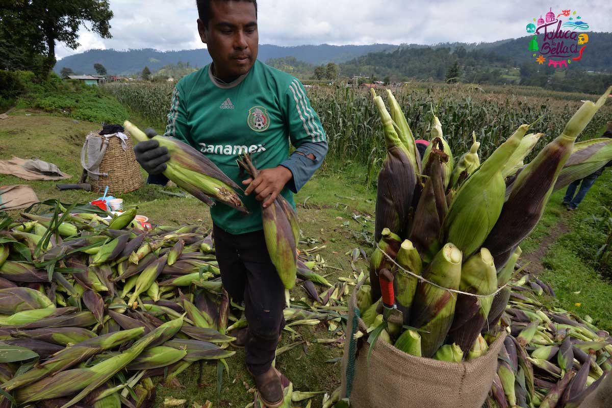 El huitlacoche puede ser considerado como un elote enfermo, pero aun así es comestible