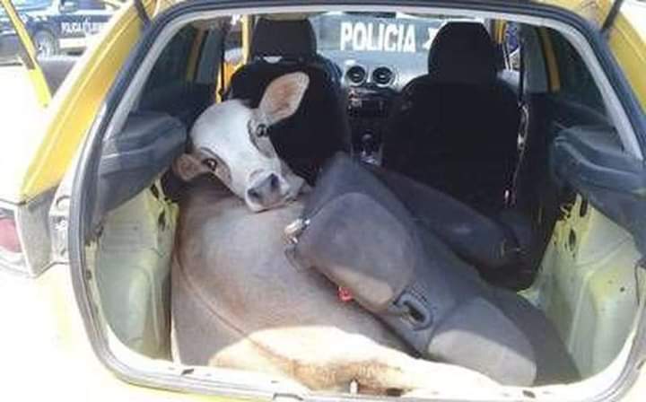 Vaca raptada en tabasco