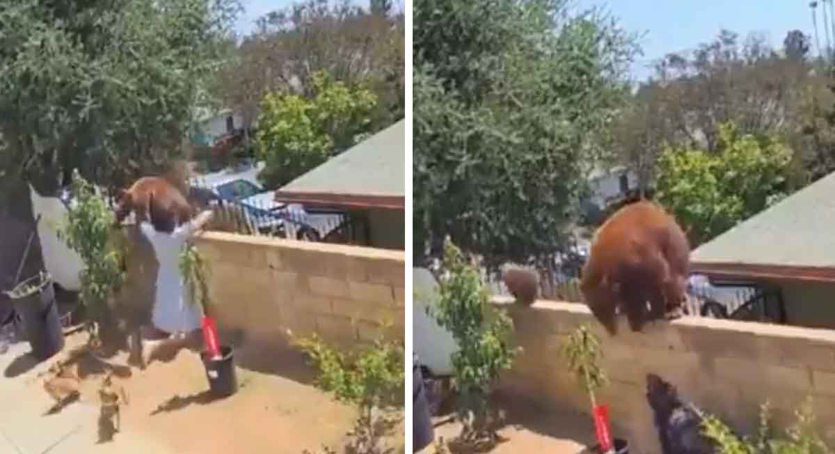 oso se encuentra en casa habitacional de estados unidos