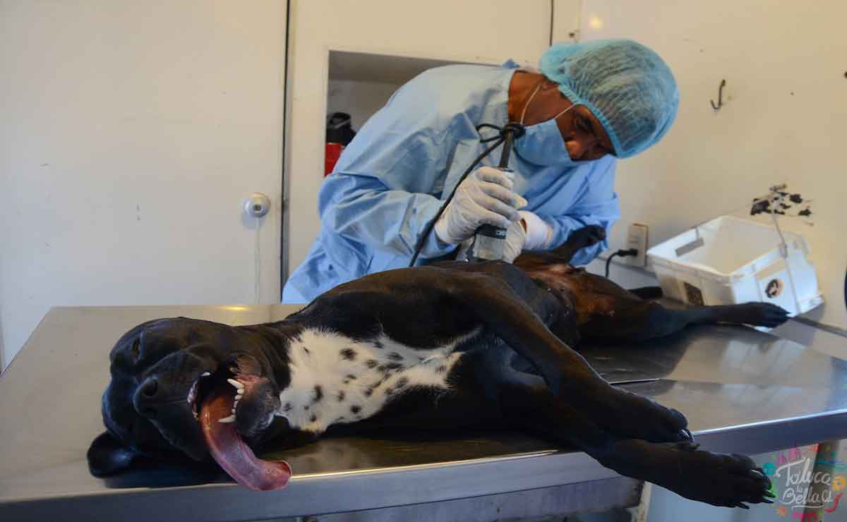 Perrito con anestesia para ser esterilizado en Toluca.