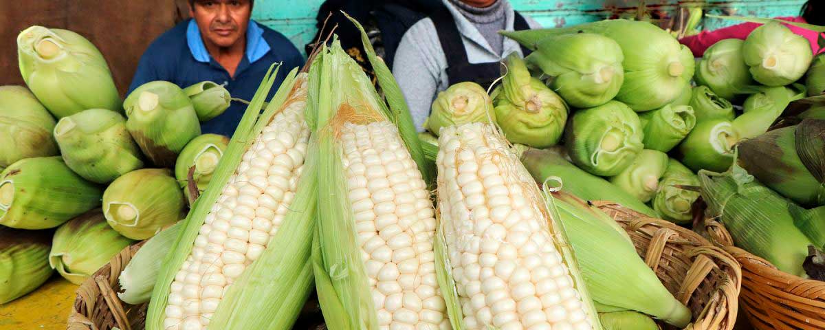 Elote cacahuazintle: ¿Qué es y por qué debes consumirlo?