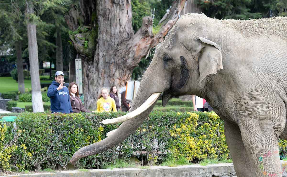 Elefante del Zoológico de Zacango.