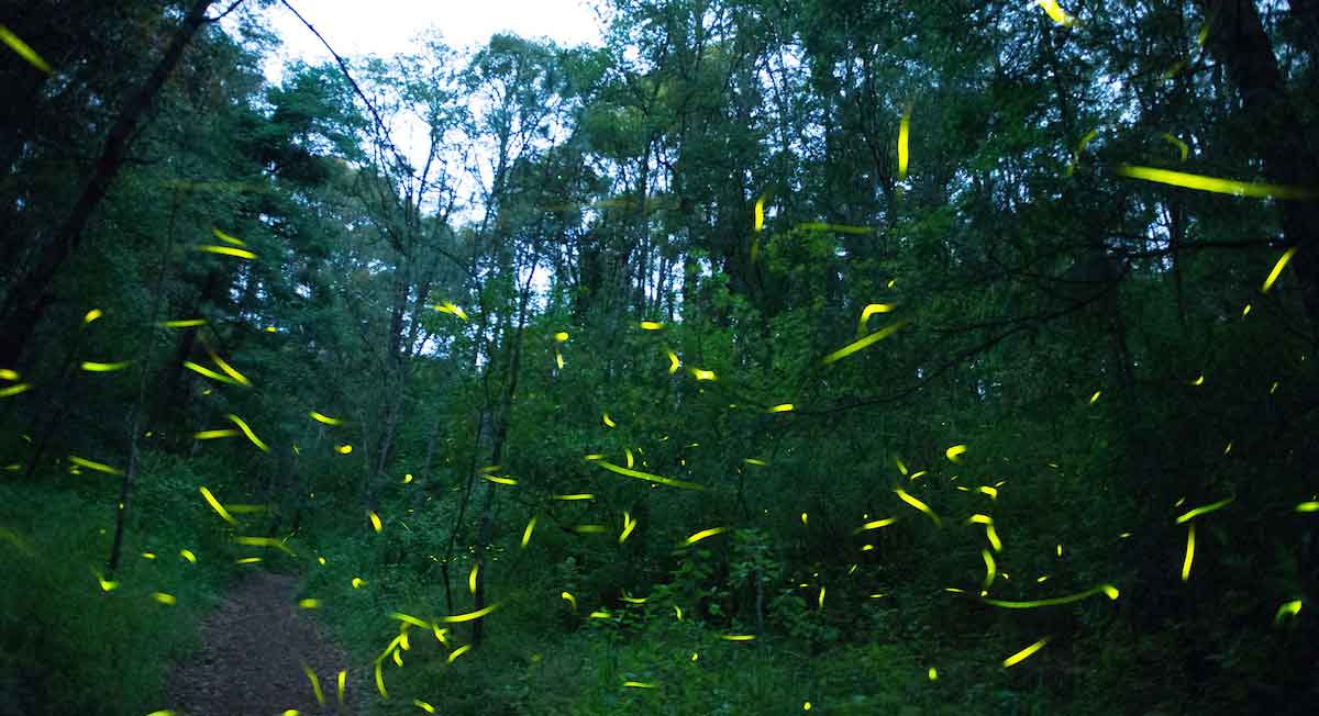 nueva especie de luciérnaga es hallada en el edomex