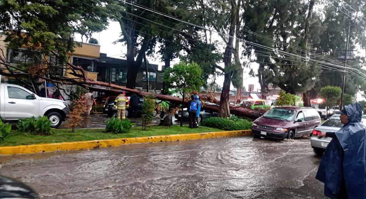 zinacantepec noticias, cae árbol en dos automóviles