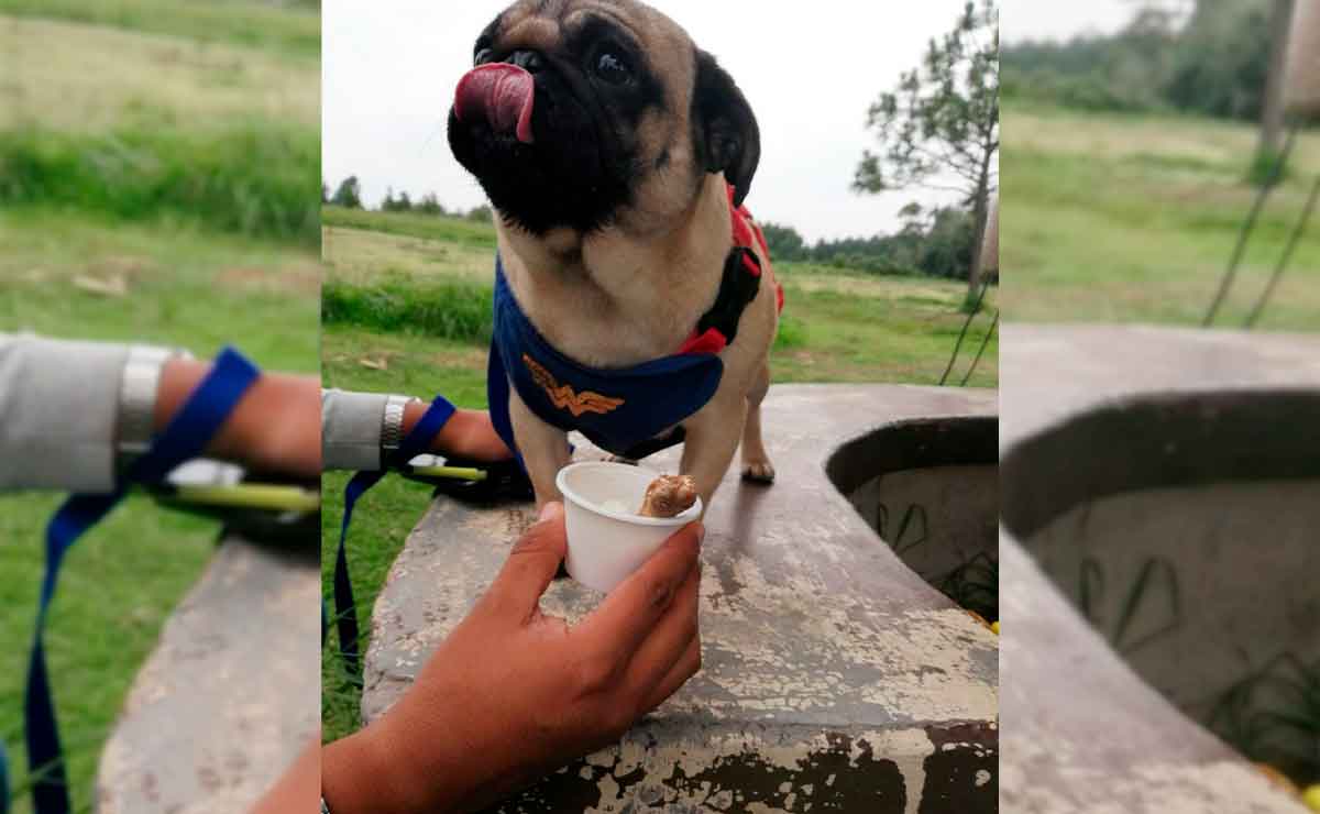 Estos son los mejores lugares para consentir a tu perrito en Toluca.